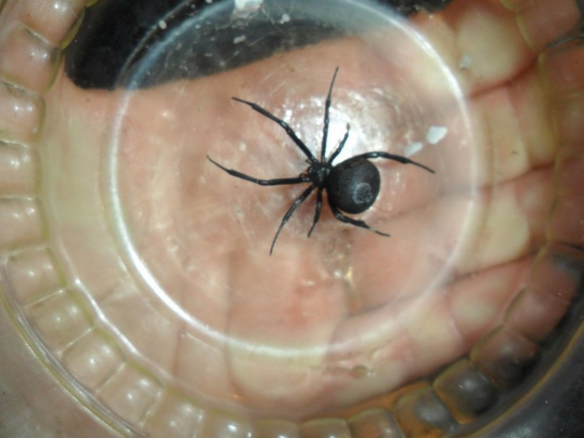 В Волгограде смертельно опасный паук-каракурт заполз в жилой дом