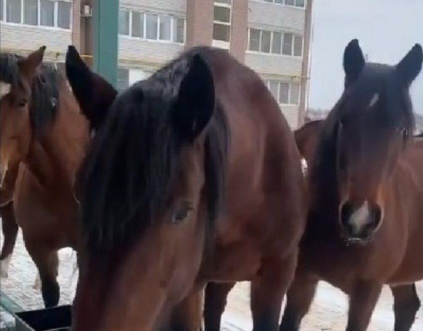 Беспризорное стадо коней зачастило во двор модных ЖК под Волгоградом: видео