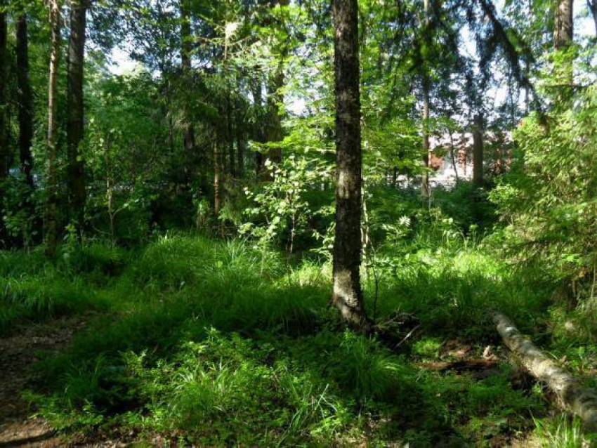 Волгоградские чиновники хотят отдать в частные руки лес у берегов Дона