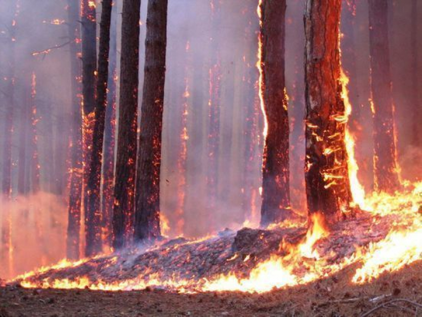В Волгоградском регионе продлили запрет на посещение лесов до августа