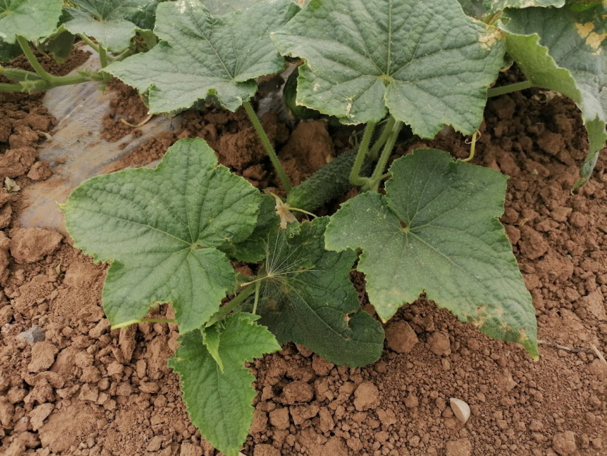 С миллионами чуть не рассталась волгоградка из-за выброшенных огурцов