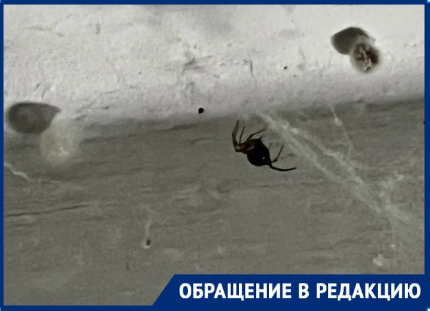 «Все в паутине, они постоянно плодятся»: похожие на каракуртов пауки закошмарили беременную волгоградку
