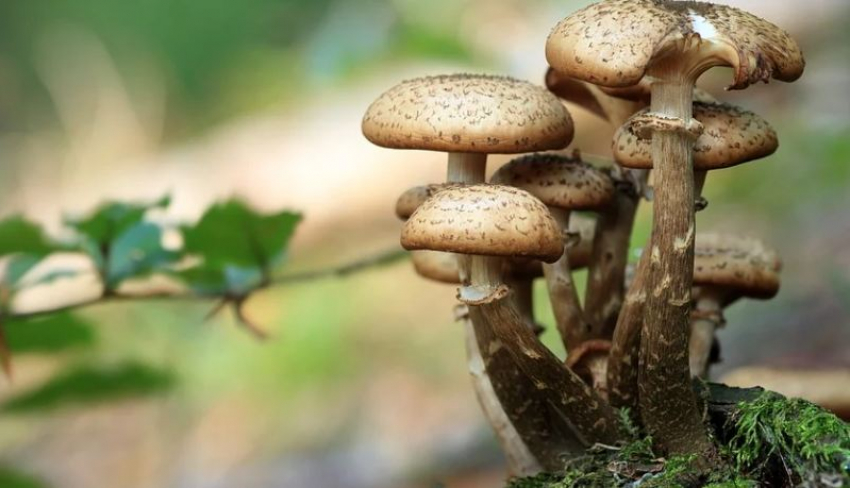 Волгоградцам рассказали, как не отравиться грибами