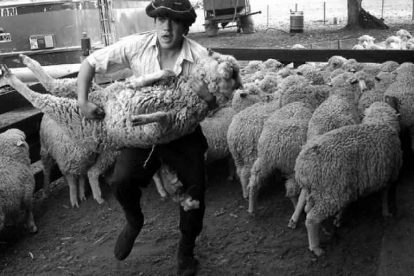 Под Волгоградом задержана «пятерка», груженная тушами 12 украденных и убитых овец