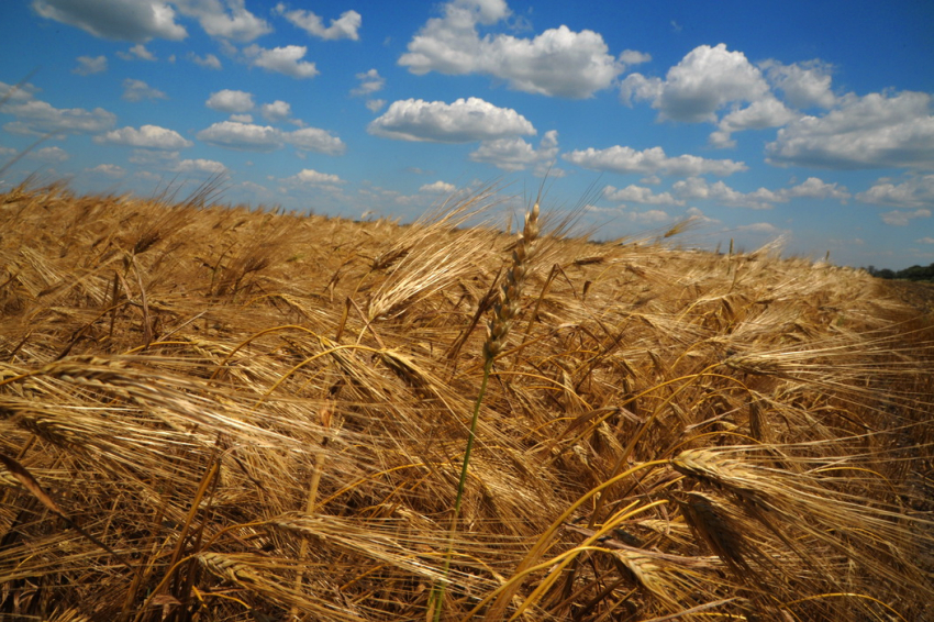 Волгоградские поля станут полигоном для испытания биопрепарата за 18 млн рублей