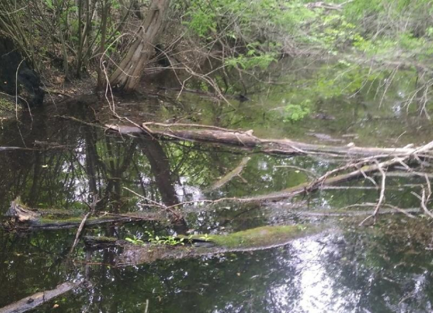Соседний регион присоединился к поискам ушедшей в лес жительницы Волгоградской области