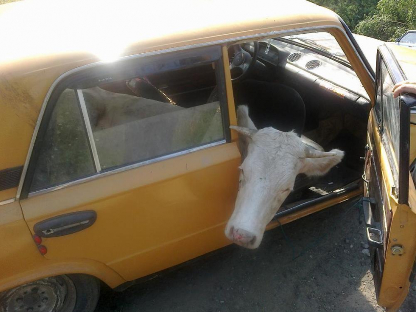 Волгоградские коровы – нелегалки задержаны в Саратове 