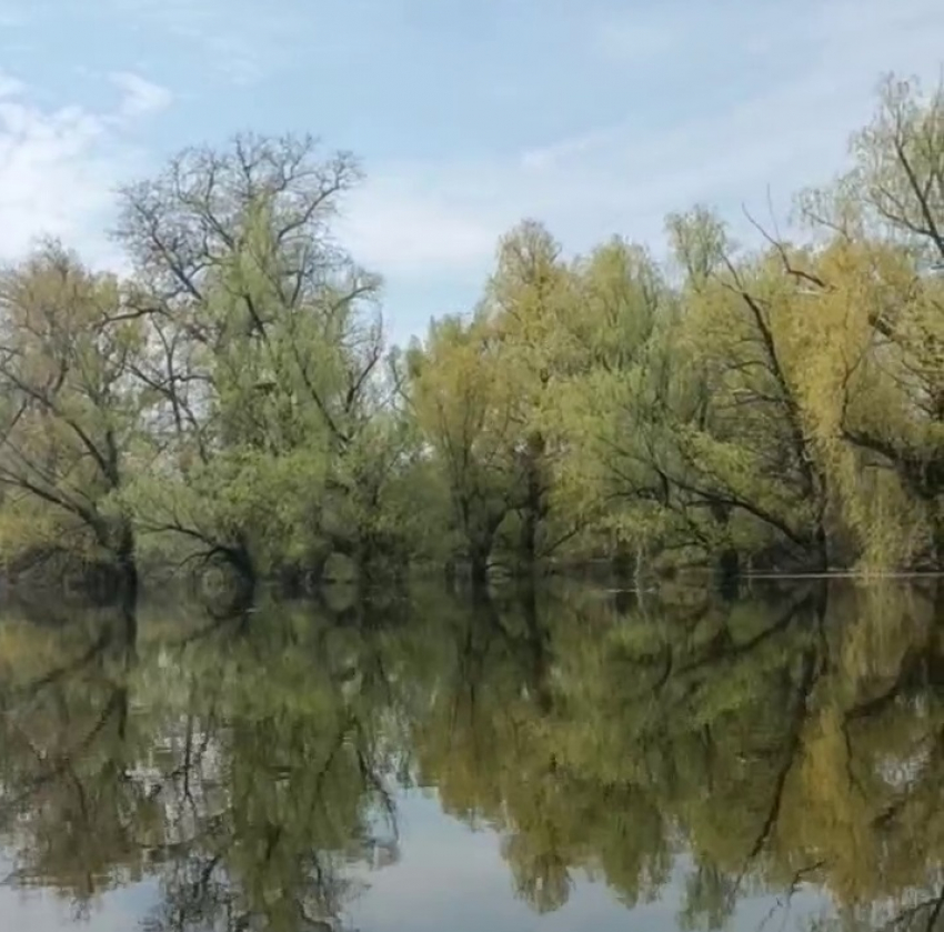 Как разлилась Волга в уникальном месте у острова Сарпинский показали на видео