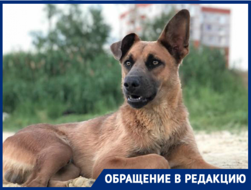 В Волгограде собака умирала мучительной смертью на глазах у детей: дворнягу отравили