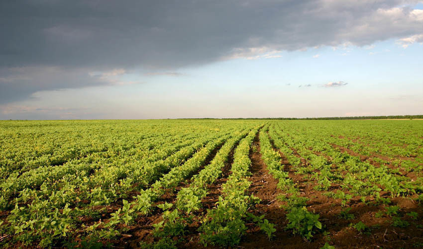 Под Волгоградом у должника изъяли ГАЗель прямо с овощного поля