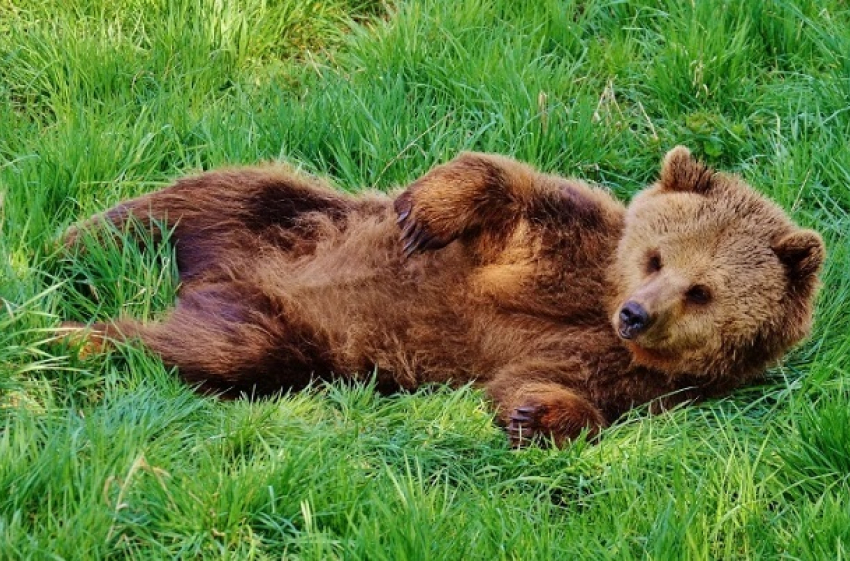 Бегающую вокруг села медведицу хотят спасти от расстрела волгоградские зоозащитники