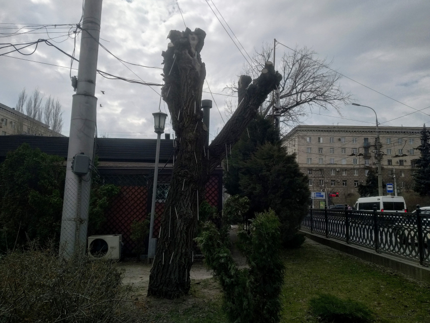 «Власти Волгограда забыли, что в городе бывает 40-градусная жара»: активист о варварском озеленении