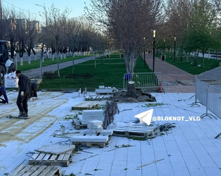 "Выкорчевали и распилили": клон Сталинградского тополя пропал у Мамаева кургана 