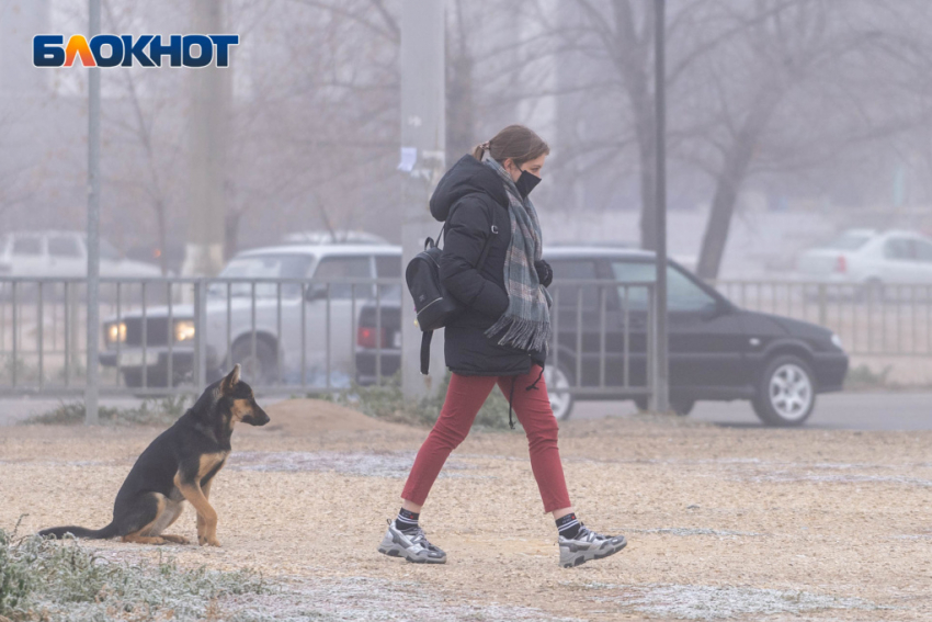 Четверо скончались и 227 заразились: статистика по COVID-19 в Волгоградской области на 16 ноября