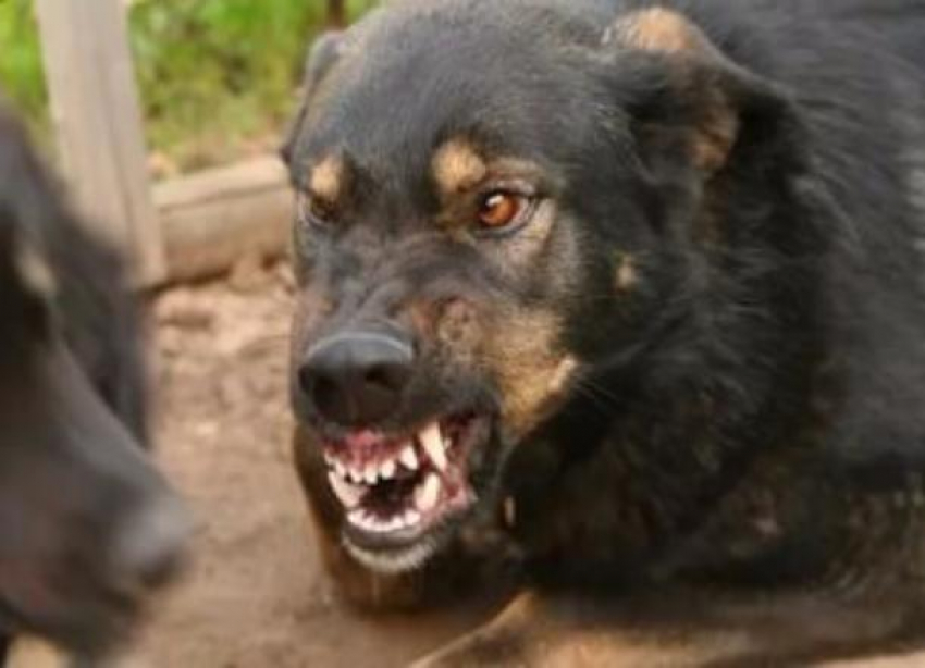 Собаки месяц рвали тело мужчины рядом с отделом полици на севере Волгограда 