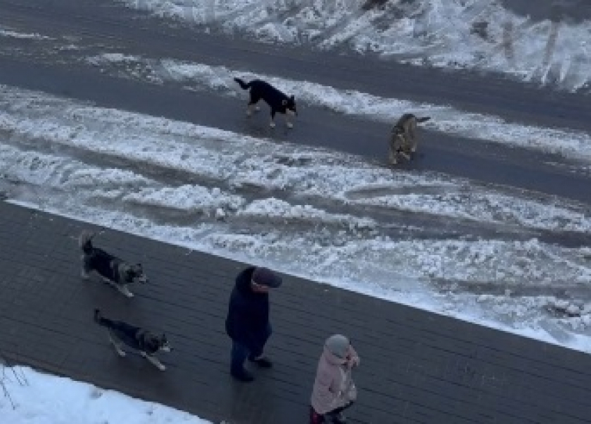 Волгоградцы из Родниковой долины выступили против подкармливания собачьих стай