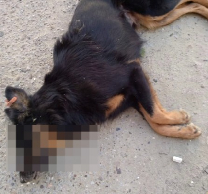 «Трупы лежат под окнами!»: догхантеры массово убивают собак в Волгограде