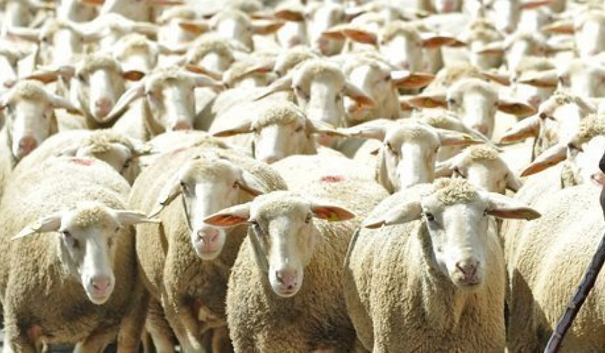 Под Волгоградом мужчины украли у фермера отару овец