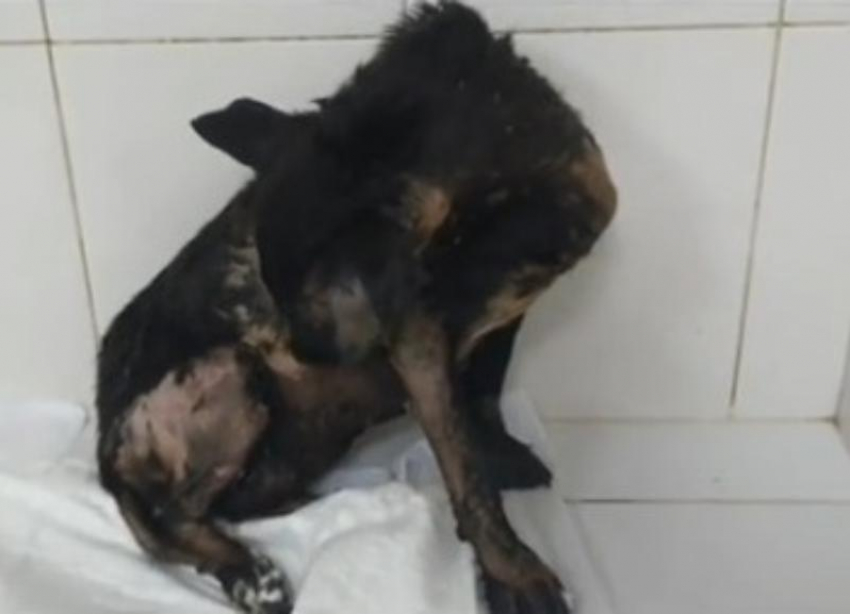 От страшной смерти в луже смолы неравнодушные спасли собаку в Волгограде