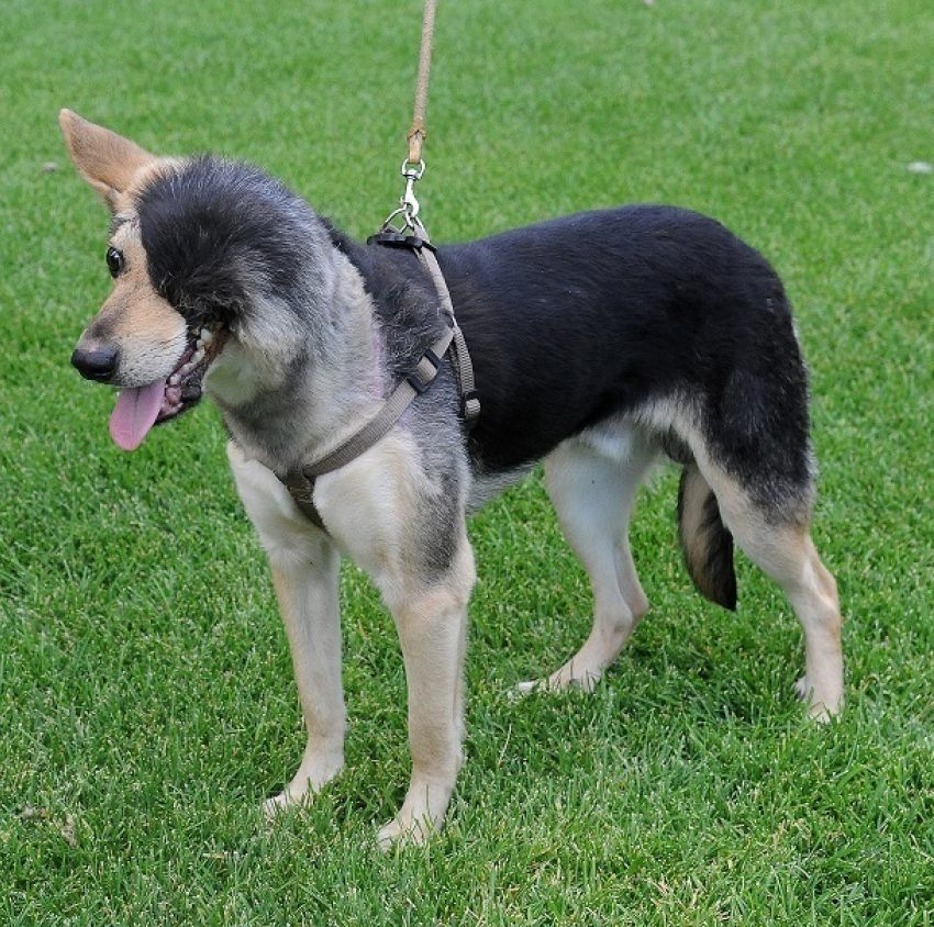 Получивший новое «лицо» изуродованный пес ищет хозяев в Волгограде