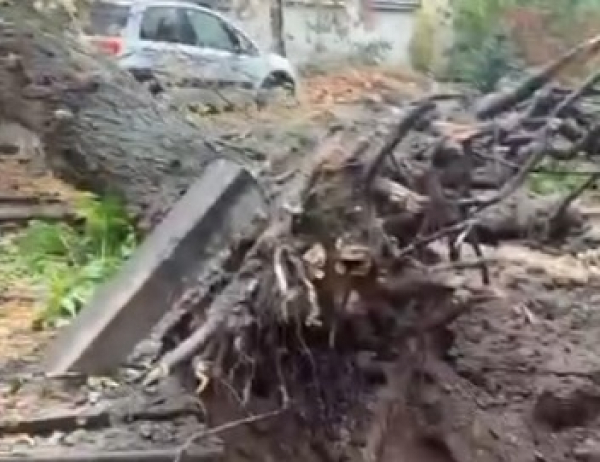 Коммунальщики объяснили обрушение старого клена в центре Волгограда