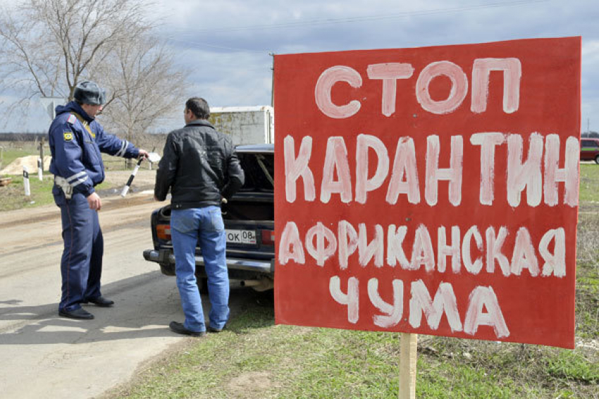 В Волгоградской области продолжается вспышка чумы свиней