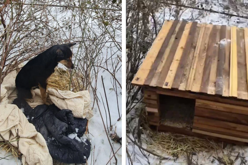 Будку построили Хатико из Волгограда, ютившейся на куртке умершего хозяина  