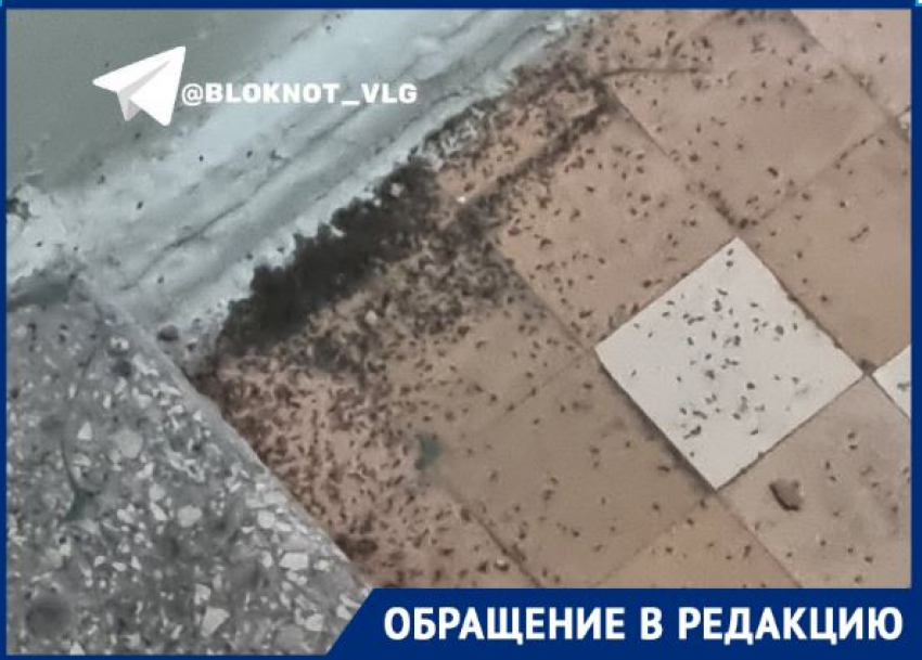 Блохи атаковали исторический дом в центре Волгограда