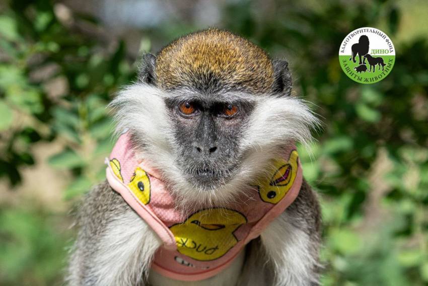 В Волгограде умерла спасенная в ЛНР мартышка Маруся