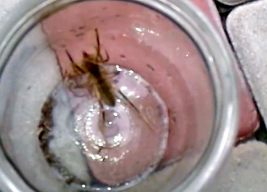 Жительница Волгограда сняла на видео  насекомое-чудовище 