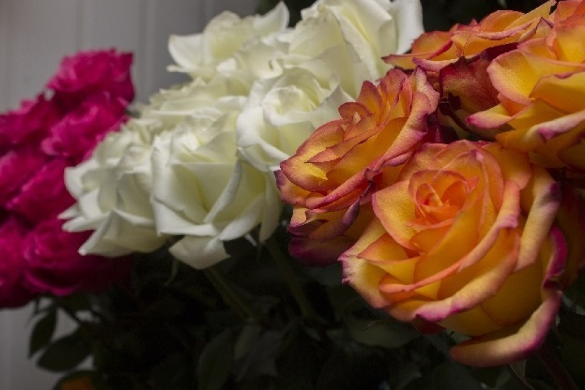 25 похищенных роз в преддверии Дня влюбленных: волгоградскому Ромео грозит четыре года колонии