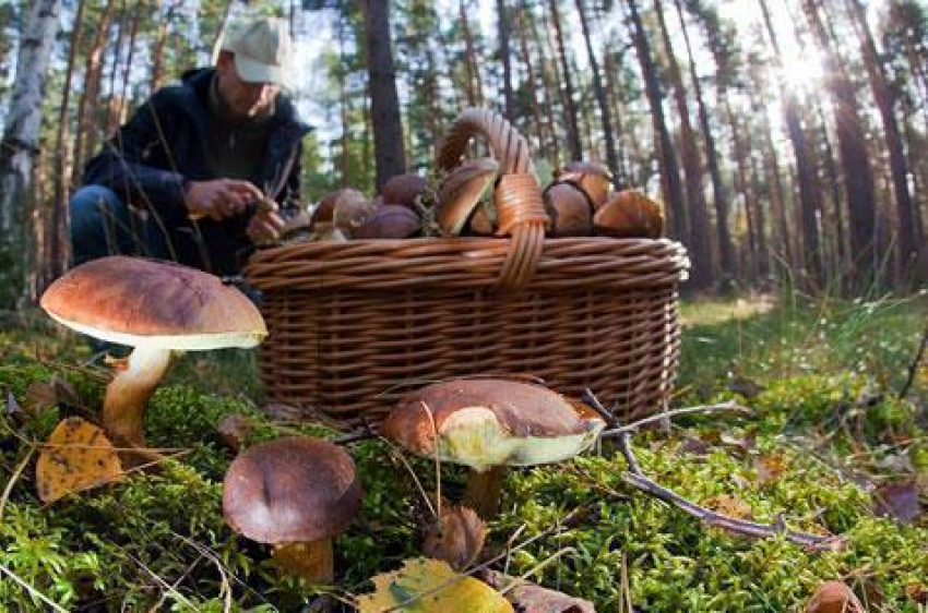 В Волгоградской области за три часа собрали 200 кг грибов