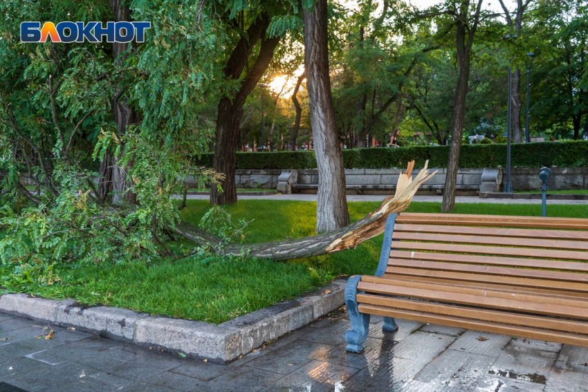 На набережной в центре Волгограда ураганом снесло дерево