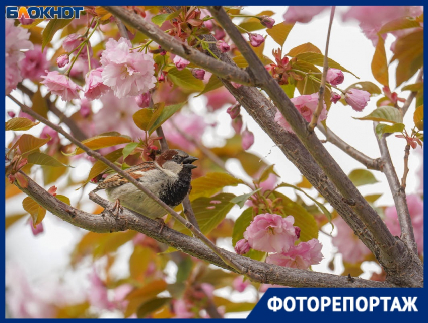 Как японский колорит в центре Волгограда притягивает тысячи людей