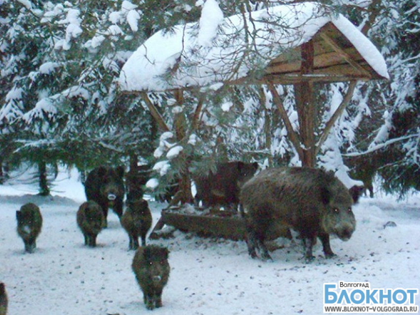 В Волгоградской области подкармливают диких животных