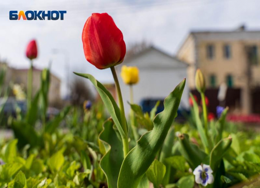Местами грозы и высокая пожароопасность: погода на 19 апреля в Волгоградской области