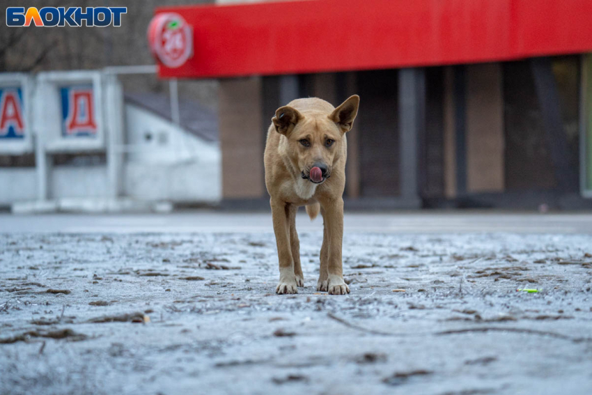 Отравления уличных собак обернулись трупной антисанитарией на улицах Волгограда