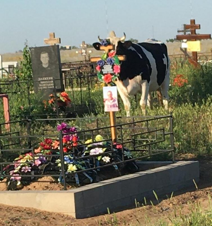 Гуляющие коровы на могилах участников спецоперации и ВОВ оскорбили волгоградцев  