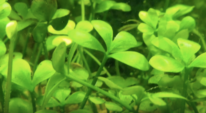 За вытаптывание исчезающего растения волгоградцев могут оштрафовать на миллион 