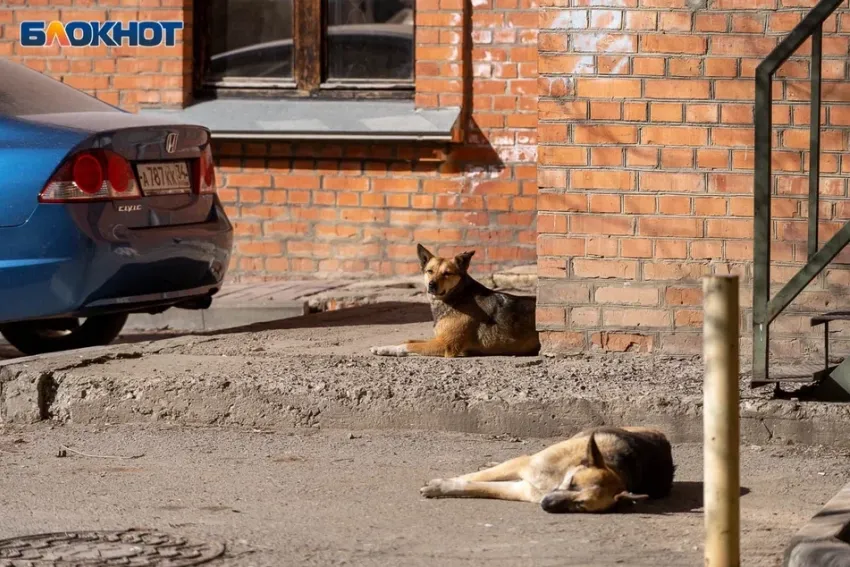 Назван район Волгограда с рекордным числом бродячих собак 