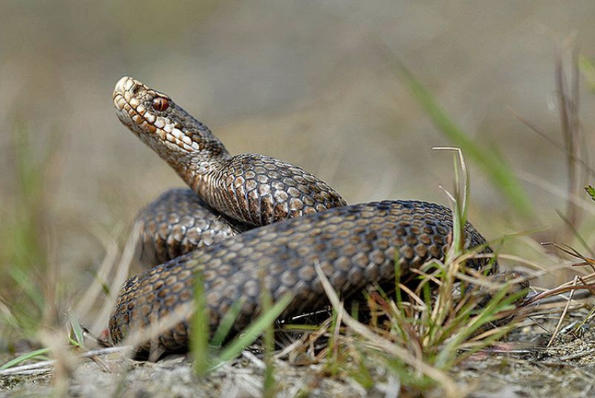 Только одна змея в Волгоградской области заслуживает нашего страха