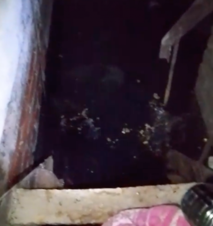 "Да тут рассадник, трубам хана": срыва отопления боятся в Волгограде из-за страшной находки в подвале