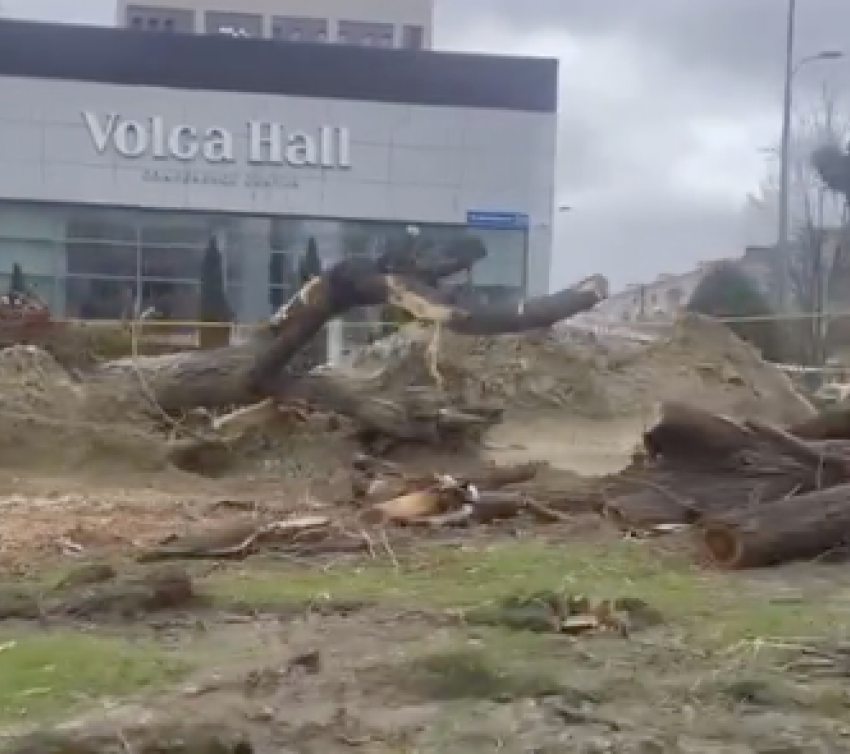 «Спилены под карандаш»: массовую вырубку деревьев сняли на видео в Волгограде