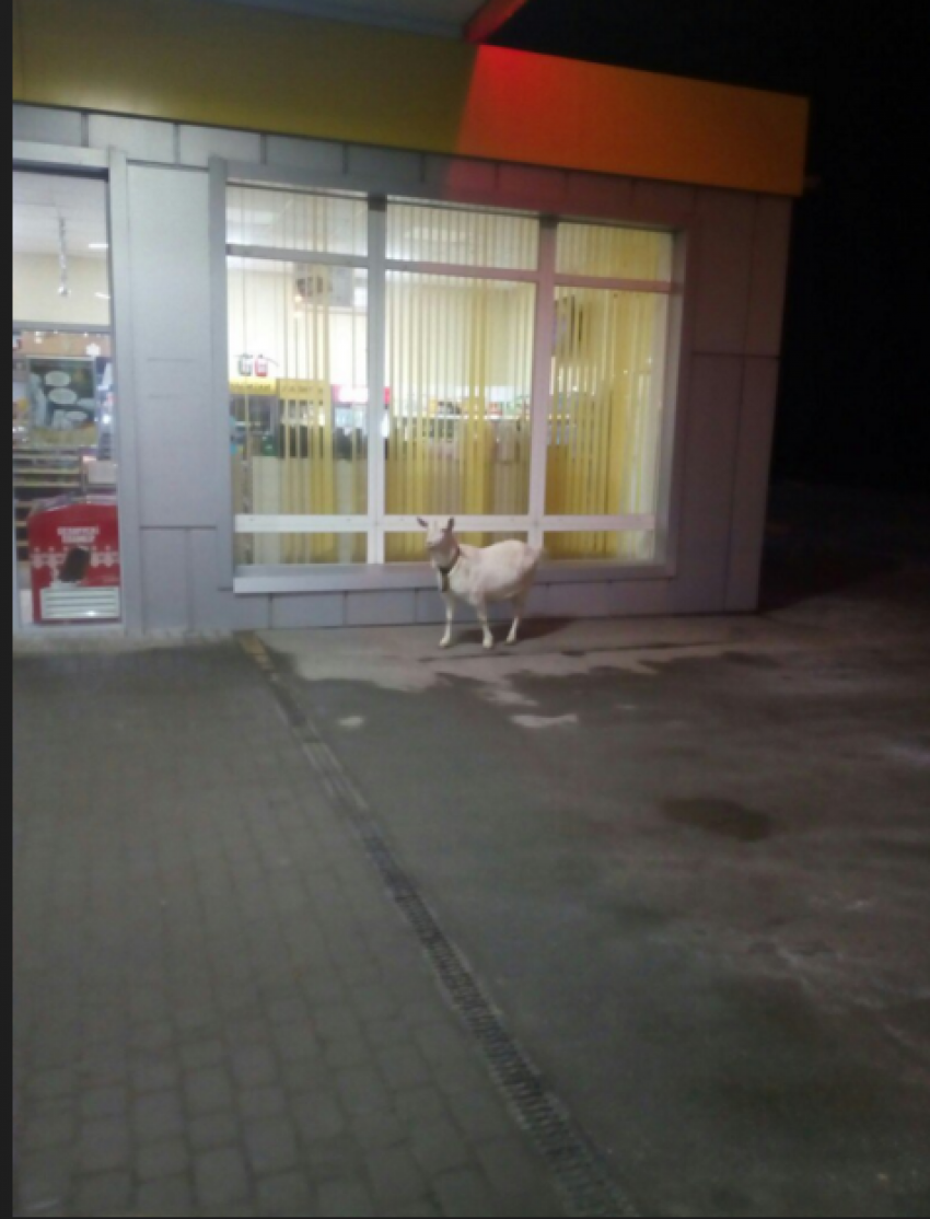 В Волгограде коза пыталась попасть на заправку
