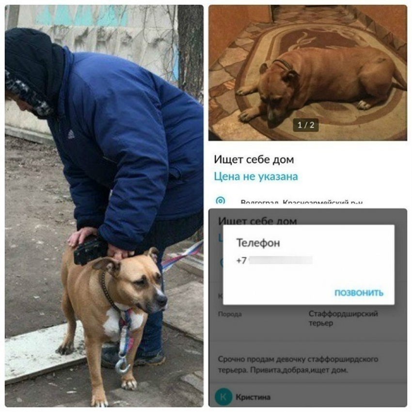 Породистую собаку вышвырнули на улицу из-за неудачных попыток продать ее в Волгограде