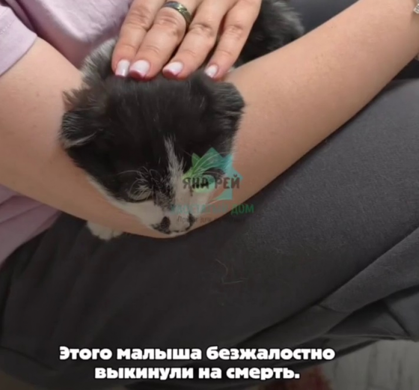 Умер выброшенный посреди моста кот на юге Волгограда