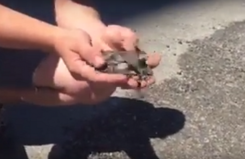 Вместо ремонта асфальта рабочие засыпали ямы дорожным мусором на севере Волгограда