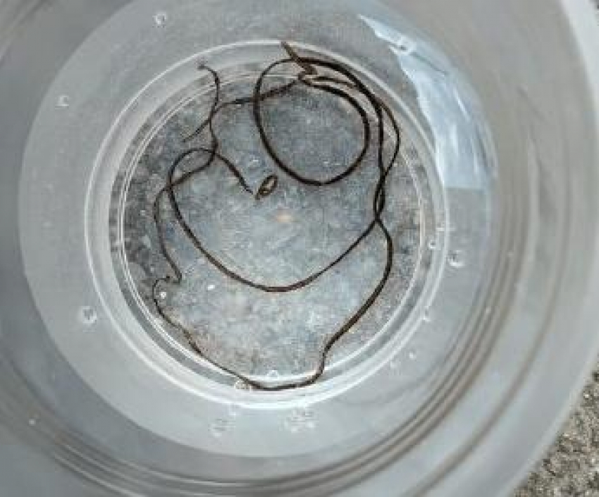 Огромного червя-паразита выловили из крана под Волгоградом