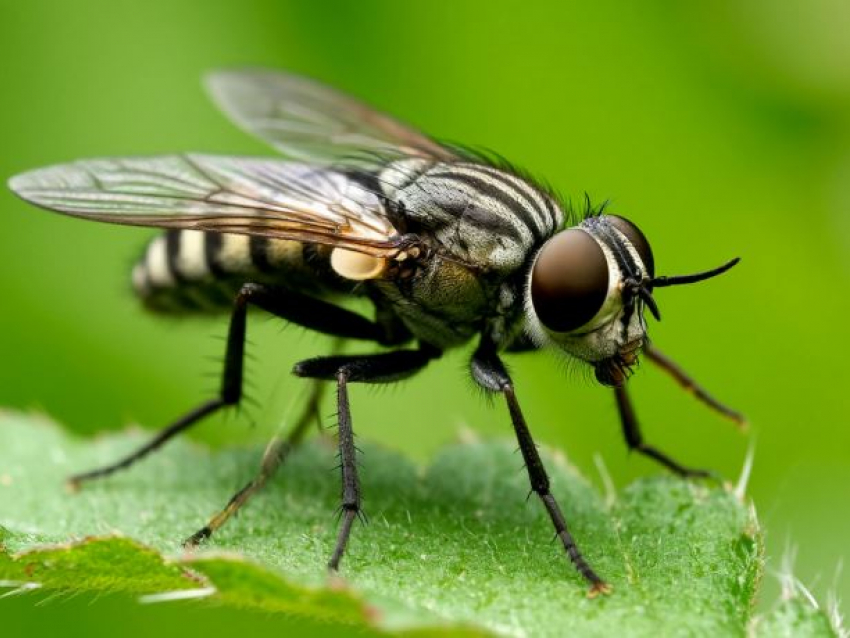 Ждать ли смертельного нашествия кровожадных слепней весной-2026