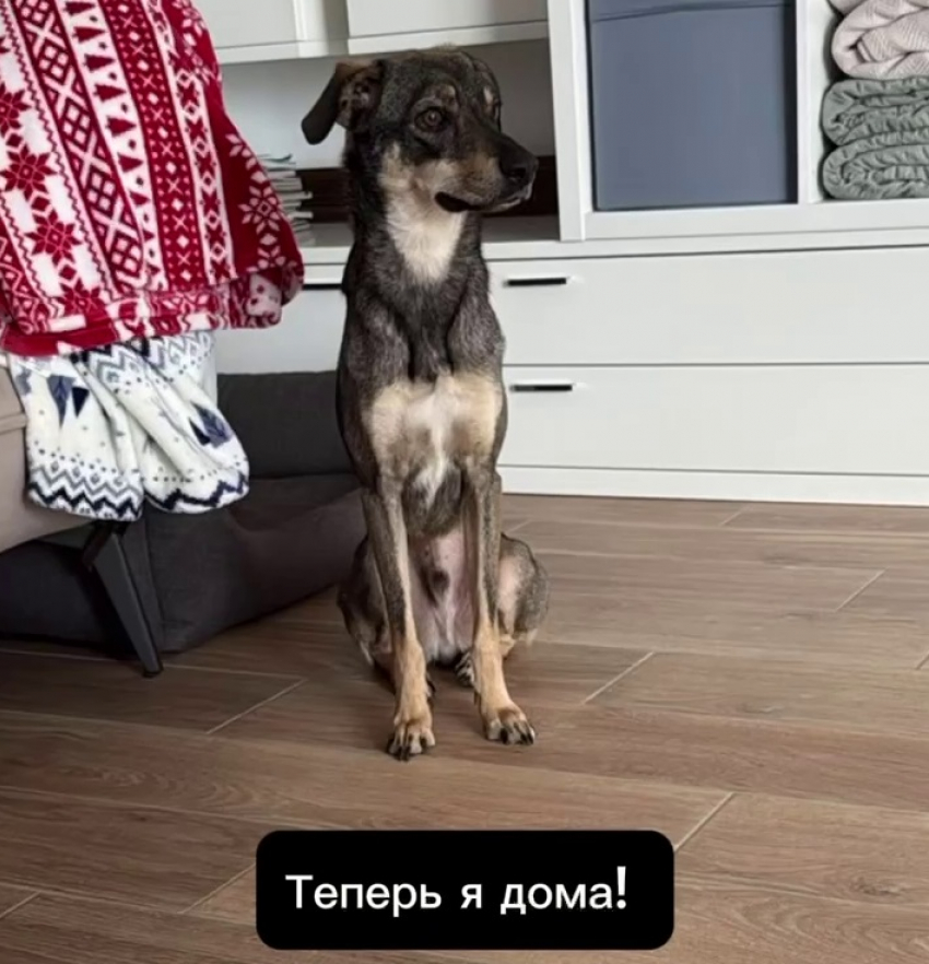 Дворняжка из Волгограда переехала на ПМЖ в Германию